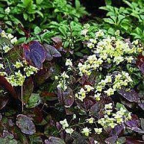 Bispehue (Epimedium versicolor) - Staude i 10 x 10 cm potte - Sælges kun i pakke á 3 stk.