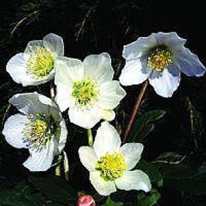 Almindelig julerose 'Praecox' (Helleborus niger 'Praecox')