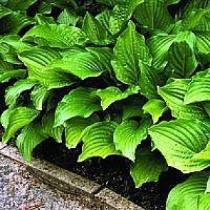 Funkia (Hosta hybrid 'Royal Standard') - Staude i 1 liter potte