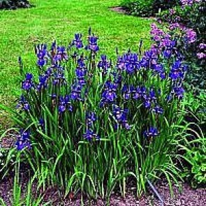 Sibirisk iris (Iris sibirica 'Heavenly Blue') - Staude i 1 liter potte