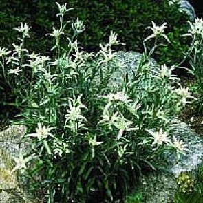 Edelweiss (Leontopodium alpinum) - Staude i 10 x 10 cm potte - Sælges kun i pakke á 3 stk.