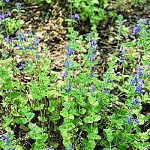 Almindelig blåkant (Nepeta faassenii 'Six Hills Giant') - Staude i 10 x 10 cm potte