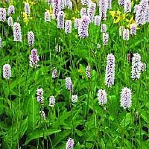 Pileurt (Persicaria bistorta 'Superba') - Staude i 1 liter potte