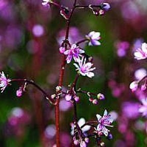 Porcelænsblomst (Saxifraga urbium 'elliott'S Variety') - Staude i 10 x 10 cm potte