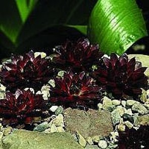 Husløg (Sempervivum hybrid 'Rubin') - CO