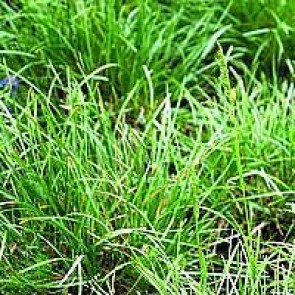 Kalk blåaks (Sesleria caerulea) - Græs i 10 x 10 cm potte - Sælges kun i pakke á 3 stk.