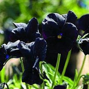 Hornviol (Viola cornuta 'Molly Sanderson') - Staude i 10 x 10 cm potte - Sælges kun i pakke á 3 stk.