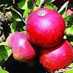 Æble 'Ingrid Marie' (Malus domestica 'Ingrid Marie'), middelvoksende - 3 års træ i potte 150-200 cm