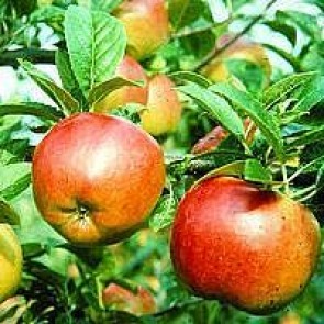 Æble 'Prima' (Malus domestica 'Prima'), middelvoksende  - 3 års træ i potte 150-200 cm