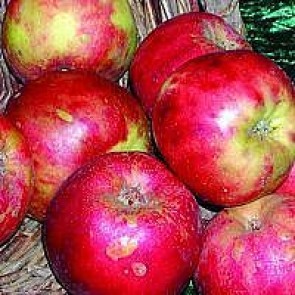 Æble 'Rød Gråsten' (Malus domestica 'Rød Gråsten'), middelvoksende  -3 års træ i potte 150-200 cm
