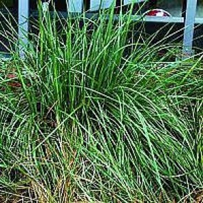 Kæmpefjergræs (Stipa gigantea) - Græs i 1 liter potte - Sælges kun i pakke á 3 stk.