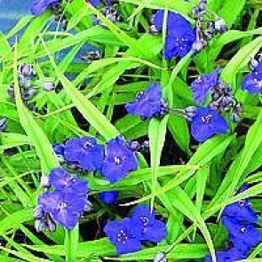 Trekantblomst (Tradescantia andersoniana 'Leonora') - Staude i 1 liter potte - Sælges kun i pakke á 3 stk.