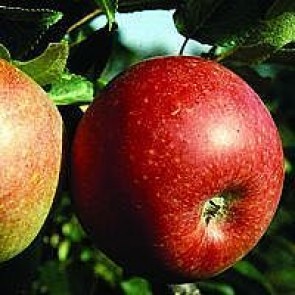 Æble 'Aroma' (Malus domestica 'Aroma') ,espalier - 2 års træ