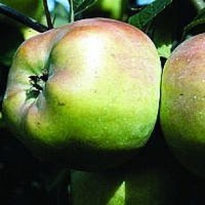 Æble 'Filippa' (Malus domestica 'Filippa'), middelvoksende  - 3 års træ i potte 150-200 cm