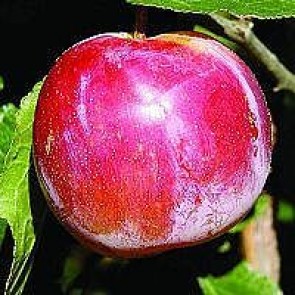 Blomme 'Althans Reine Claude' (Prunus domestica 'reine claude d'Althan') - 3 års træ i potte 150-200 cm
