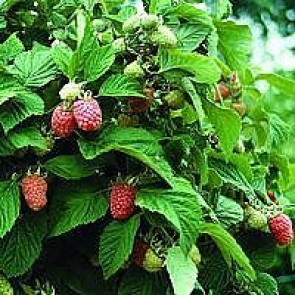 Hindbær 'Algonquin' (Rubus idaeus 'Algonquin') - Buske i 2 liters potte