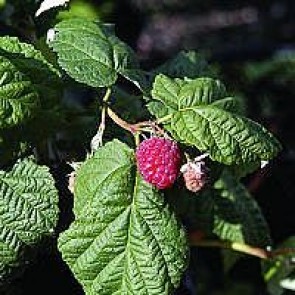 Hindbær 'Aroma Queen' (Rubus idaeus 'Aroma Queen') - Buske i 2 liters potte