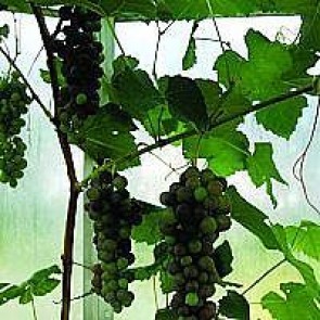 Vindrue 'Vanessa' (Vitis vinifera 'Vanessa') - Buske i 2 liters potte 60 cm