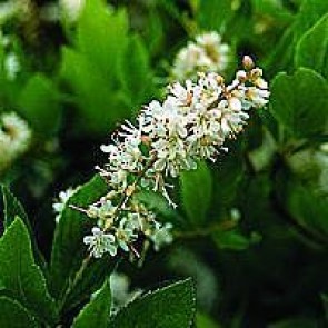 Liljekonvalbusk (Clethra alnifolia 'Hummingbird') - Co buske