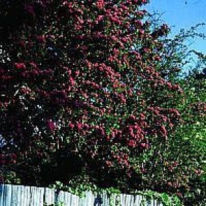 Rødtjørn (Crataegus laevigata 'paul'S Scarlet') - Træ i potte 175-200 cm
