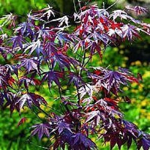 Japansk løn (Acer palmatum 'Bloodgood') - Co 60-80