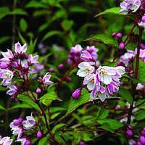 Stjernetop (Deutzia rosea 'Carminea') - Co buske
