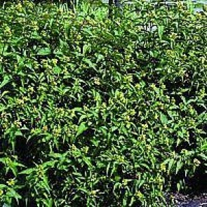 Diervilla (Diervilla sessilifolia 'Dise') - barrodet 15 - 30 cm. 10 stk. 