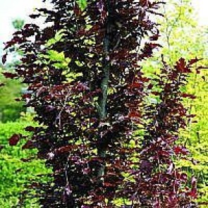 Søjlerødbøg (Fagus sylvatica 'Dawyck Purple') - Træ i potte 125-150 cm