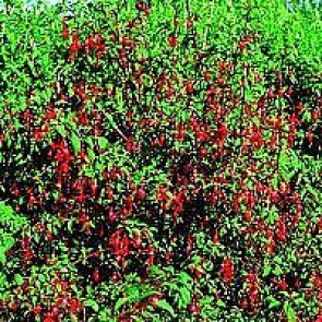 Hæk-fuchsia (Fuchsia 'Riccartonii') - CO buske