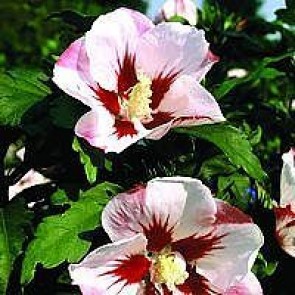 Syrisk rose (Hibiscus syriacus 'Hamabo') - Buske i 5 liters potte