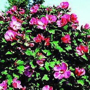 Syrisk rose (Hibiscus syriacus 'Woodbridge') - Buske i 5 liters potte