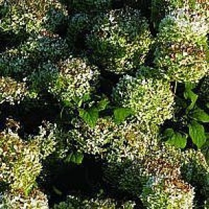 Træagtig hortensia (Hydrangea arborescens 'Annabelle') - Buske i 5 liters potte