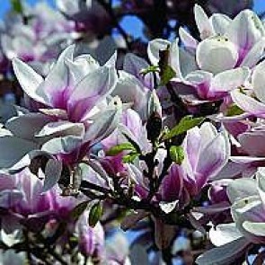 Almindelig magnolia (Magnolia soulangeana) - Buske i potte 60-80
