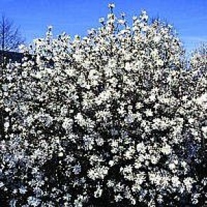 Stjerne-magnolia (Magnolia stellata 'Royal Star') - Buske i potte 80-100 cm