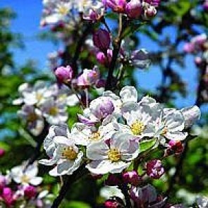 Paradisæble (Malus 'Evereste') -Træ i potte 150-175 cm