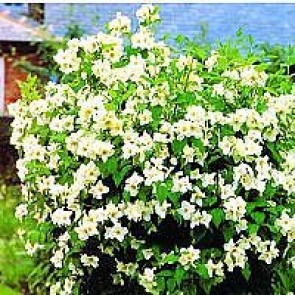 Uægte jasmin. Duftende - blomster. Køb den her.