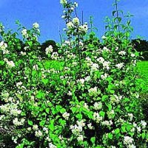 Uægte jasmin (Philadelphus virginalis 'Schneesturm') - Buske i 3,5 liters potte