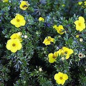 Buskpotentil (Potentilla fruticosa 'Kobold') - Barrodet hæk 20 - 40 cm. 3 års for 10 stk.