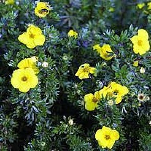 Buskpotentil (Potentilla fruticosa 'Kobold') Buske i 3,5 liters potte