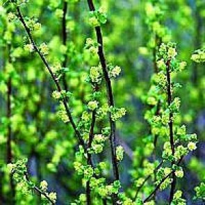 Fjeldribs (Ribes alpinum) - Barrodet hæk 50-80  for 10 stk.