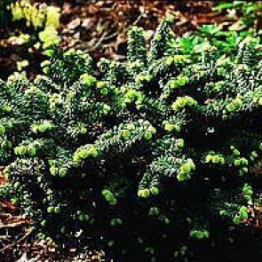 Dværgbalsamgran (Abies balsamea 'Nana') -2 liter potte 15-20 cm