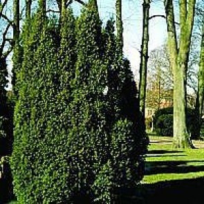 Almindelig taks (Taxus baccata ) - 2 liter potte 40-50 cm