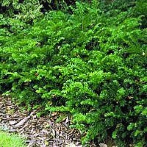 Krybende taks (Taxus baccata 'Repandens') - 2 liter potte 25-30 cm