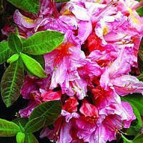 'Berryrose'  (Rhododendron 'Berryrose')