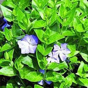 Stor singrøn (Vinca major) - P 10,5