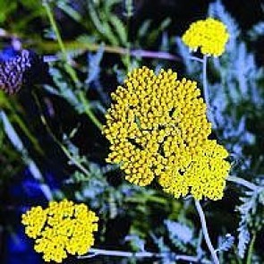 Pragtrøllike (Achillea filipendulina 'Coronation Gold') - Staude i 1 liter potte