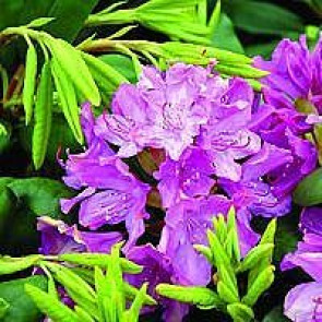'Roseum Elegans' (Rhododendron 'Roseum Elegans')