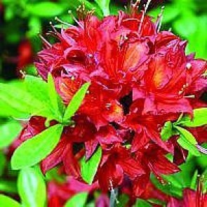Azalea  'Satan' (Rhododendron 'Satan') - Buske i 5 liters potte 40-50 cm