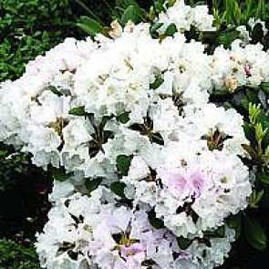 'Silberwolke' (Rhododendron 'Silberwolke') - Buske i 5 liters potte 30-40 cm