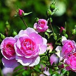 Buketrose (Rosa 'Bonica 82' ®) - A-kval. Barrodet - Sælges kun i bundter á 5 stk